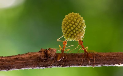 Sick ants invite self-sacrifice to save colony: Sick ants invite self-sacrifice to save colony: