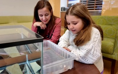 6-year-old girl comes to the rescue of Harvard researchers studying the axolotl 6-year-old girl comes to the rescue of Harvard researchers studying the axolotl
