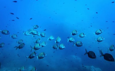 Deep-sea mining risks disrupting the marine food web, study warns Deep-sea mining risks disrupting the marine food web, study warns