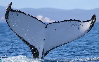 Two humpback whales set records swimming between Australia and Brazil Two humpback whales set records swimming between Australia and Brazil