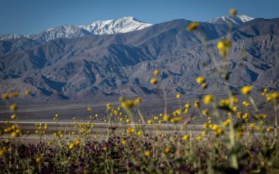 Death Valley sees its most spectacular superbloom in a decade Death Valley sees its most spectacular superbloom in a decade