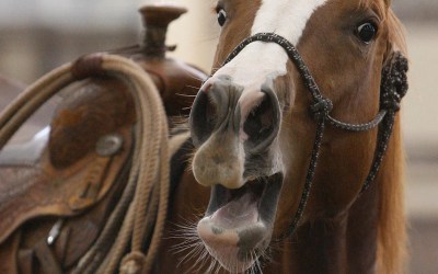 A horse's neigh may be unique in the animal kingdom. Now scientists know how they do it A horse's neigh may be unique in the animal kingdom. Now scientists know how they do it