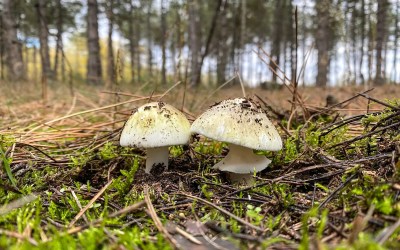 California’s growing mushroom poisoning outbreak is the biggest-ever in U.S. California’s growing mushroom poisoning outbreak is the biggest-ever in U.S.