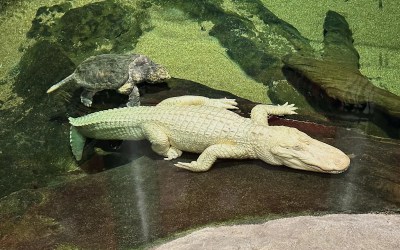 San Francisco's beloved albino alligator Claude dies at 30 San Francisco's beloved albino alligator Claude dies at 30
