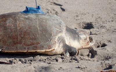 A 3-limbed Kemp's ridley sea turtle is now being tracked at sea by satellite A 3-limbed Kemp's ridley sea turtle is now being tracked at sea by satellite