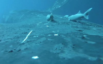 Rare footage shows sucker fish as they whale-surf in the ocean's wildest joyride Rare footage shows sucker fish as they whale-surf in the ocean's wildest joyride