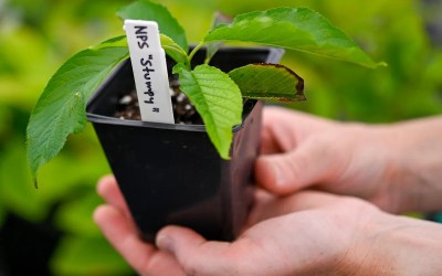 Clones of Stumpy, Washington, D.C.'s beloved cherry blossom tree, have flowered for the first time Clones of Stumpy, Washington, D.C.'s beloved cherry blossom tree, have flowered for the first time