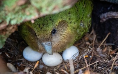 A bumper berry harvest has New Zealand's weird flightless parrot in a rare mood for romance A bumper berry harvest has New Zealand's weird flightless parrot in a rare mood for romance