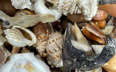 Where do seashells come from? Where do seashells come from?