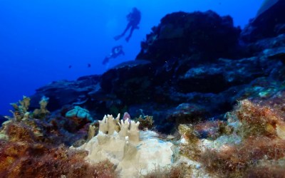 Most sunscreens harm corals. Here's what you can do Most sunscreens harm corals. Here's what you can do