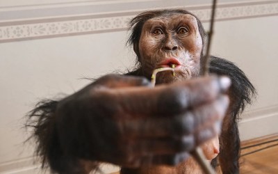 Mystery foot suggests a second early human relative lived alongside Lucy Mystery foot suggests a second early human relative lived alongside Lucy