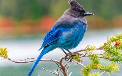 'Birdbrain' benefits: How being an expert birdwatcher may boost cognition 'Birdbrain' benefits: How being an expert birdwatcher may boost cognition