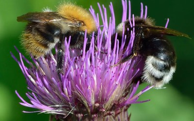Can we use bees as a model of intelligent alien life to develop interstellar communication? Can we use bees as a model of intelligent alien life to develop interstellar communication?