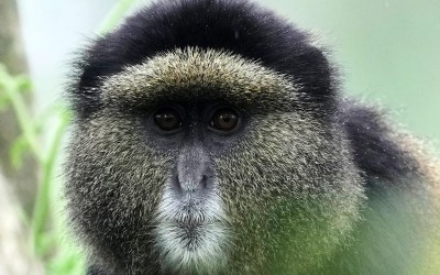 How collecting DNA samples in the wild could transform conservation How collecting DNA samples in the wild could transform conservation