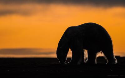 A tiny Arctic village in Alaska is trying to revive its polar bear tourism industry A tiny Arctic village in Alaska is trying to revive its polar bear tourism industry