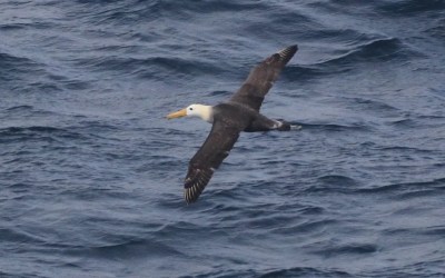Scientists marvel at a Galapagos seabird that wandered 3,000 miles to California Scientists marvel at a Galapagos seabird that wandered 3,000 miles to California