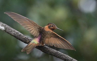 An ancient forest in Ecuador is the last stand for a tiny hummingbird facing extinction An ancient forest in Ecuador is the last stand for a tiny hummingbird facing extinction