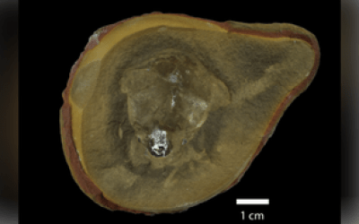 Creature thought to be world's oldest octopus isn't an octopus after all Creature thought to be world's oldest octopus isn't an octopus after all