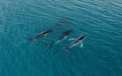 2 humpback whales swam record-breaking distance, photos reveal 2 humpback whales swam record-breaking distance, photos reveal