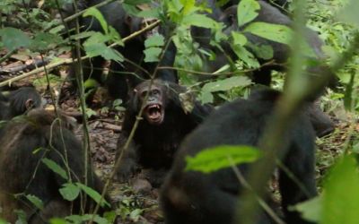 Chimpanzees in Uganda are in a ‘civil war,’ and researchers are unsure how it will end Chimpanzees in Uganda are in a ‘civil war,’ and researchers are unsure how it will end