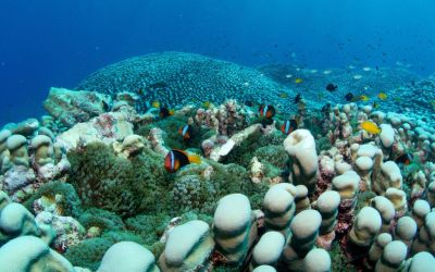 World’s largest coral colony discovered off Australian coast by mother-daughter team World’s largest coral colony discovered off Australian coast by mother-daughter team