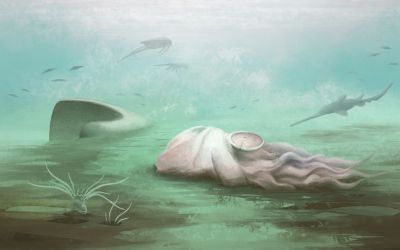 The ‘oldest octopus’ in the world isn’t an octopus after all, scientists find The ‘oldest octopus’ in the world isn’t an octopus after all, scientists find