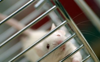The push to end animal testing is gaining steam, but technology can’t fill the gap yet The push to end animal testing is gaining steam, but technology can’t fill the gap yet