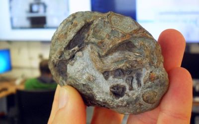 This 250-million-year-old fossil proves mammal ancestors laid eggs This 250-million-year-old fossil proves mammal ancestors laid eggs