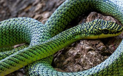 Pit viper, flying snake and geckos among new species uncovered in Cambodian caves Pit viper, flying snake and geckos among new species uncovered in Cambodian caves