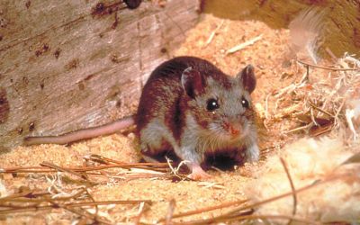 The country where lethal hantavirus cases are on the rise. Experts blame climate change The country where lethal hantavirus cases are on the rise. Experts blame climate change