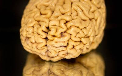 Scientists discover a key to staying mentally sharp in old age Scientists discover a key to staying mentally sharp in old age