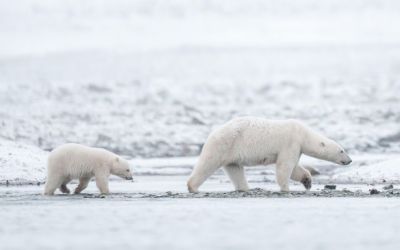 Polar bears in Norway’s Arctic are getting fatter and healthier, despite melting sea ice Polar bears in Norway’s Arctic are getting fatter and healthier, despite melting sea ice