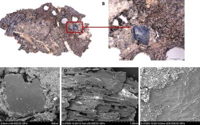 What was on the menu for Stone Age cooks? The results are surprising What was on the menu for Stone Age cooks? The results are surprising