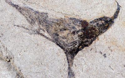 Fossils from China show complex life evolved millions of years earlier than once thought Fossils from China show complex life evolved millions of years earlier than once thought