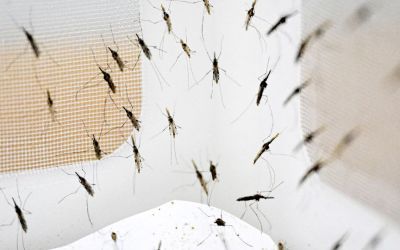 Mosquitoes evolved to prefer human blood. The shift could reveal when and where early humans lived Mosquitoes evolved to prefer human blood. The shift could reveal when and where early humans lived