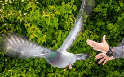To travel far on cloudy days, pigeons listen to their gut To travel far on cloudy days, pigeons listen to their gut
