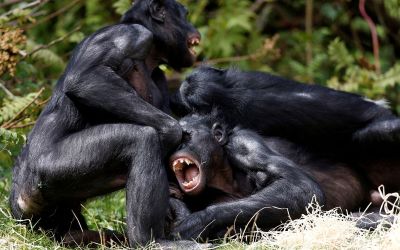 Are bonobos truly the peaceful counterparts to chimps? New study says no Are bonobos truly the peaceful counterparts to chimps? New study says no