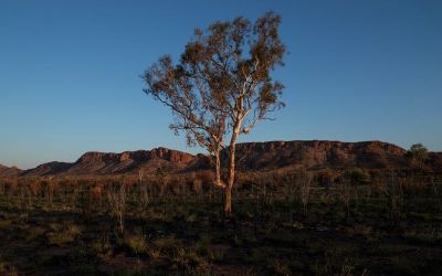 Climate change threatens global plant species as habitats shrink Climate change threatens global plant species as habitats shrink