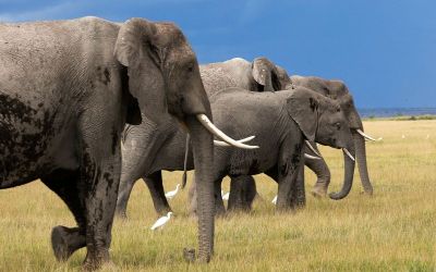 Genetic trouble detected in isolated African elephant populations Genetic trouble detected in isolated African elephant populations