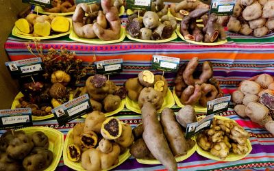 Study shows how a potato-based diet changed the genetics of Andean people Study shows how a potato-based diet changed the genetics of Andean people