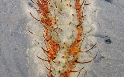 Chinese fossils show marine animals thriving half a billion years ago Chinese fossils show marine animals thriving half a billion years ago