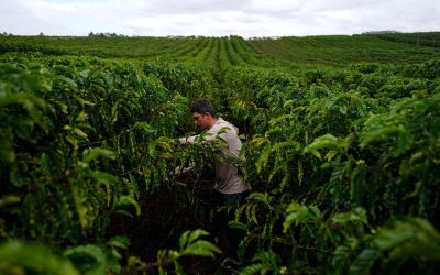 Robusta crop in Brazil's Espirito Santo state expected to dip, Cooabriel says Robusta crop in Brazil's Espirito Santo state expected to dip, Cooabriel says