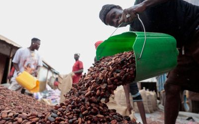 Ivory Coast unsold cocoa stocks set to soar if price standoff persists Ivory Coast unsold cocoa stocks set to soar if price standoff persists