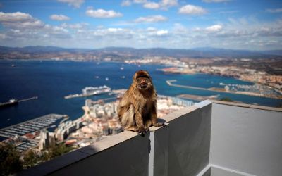 Gibraltar's monkeys find a clever way to avoid a junk food bellyache Gibraltar's monkeys find a clever way to avoid a junk food bellyache