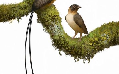 Ancient bird's long tail feathers were perfect for a mating dance Ancient bird's long tail feathers were perfect for a mating dance