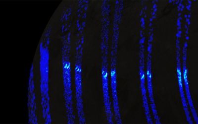 Auroras on Jupiter's giant moon Ganymede look like Earth's northern lights, NASA spacecraft reveals Auroras on Jupiter's giant moon Ganymede look like Earth's northern lights, NASA spacecraft reveals