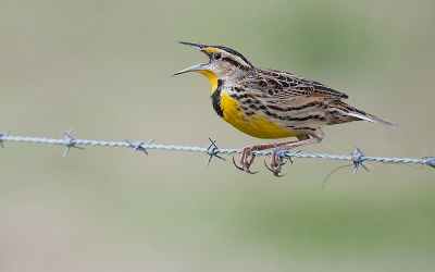 Bird losses are accelerating across North America, particularly in farming regions where agriculture is most intensive Bird losses are accelerating across North America, particularly in farming regions where agriculture is most intensive