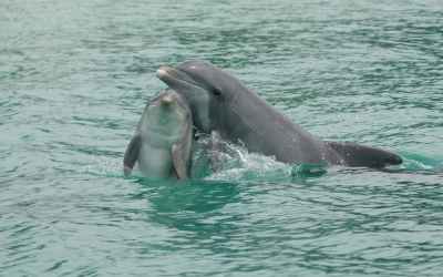 How dolphins communicate – new discoveries from a long-term study in Sarasota, Florida How dolphins communicate – new discoveries from a long-term study in Sarasota, Florida