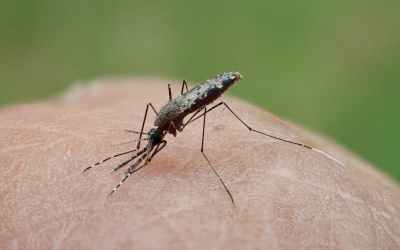 Mosquitoes carrying malaria are evolving more quickly than insecticides can kill them – researchers pinpoint how Mosquitoes carrying malaria are evolving more quickly than insecticides can kill them – researchers pinpoint how