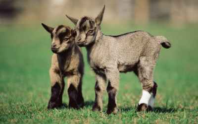 Can animals give birth to twins? Can animals give birth to twins?